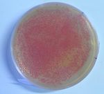 Создание биосенсоров на основе бактерий методами синтетической биологии - СУНЦ МГУ