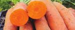 Рекомендации по выращиванию моркови - Райк Цваан
