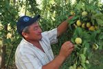 RURAL LIVELIHOODS - KYRGYZSTAN - НАЦИОНАЛЬНЫЙ ГЕНДЕРНЫЙ ПРОФИЛЬ СЕЛЬСКОГО ХОЗЯЙСТВА И - Food and Agriculture ...