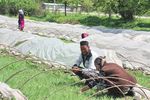RURAL LIVELIHOODS - KYRGYZSTAN - НАЦИОНАЛЬНЫЙ ГЕНДЕРНЫЙ ПРОФИЛЬ СЕЛЬСКОГО ХОЗЯЙСТВА И - Food and Agriculture ...
