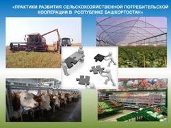 "ПРАКТИКИ РАЗВИТИЯ СЕЛЬСКОХОЗЯЙСТВЕННОЙ ПОТРЕБИТЕЛЬСКОЙ КООПЕРАЦИИ В РСЕПУБЛИКЕ БАШКОРТОСТАН" - Центр сельскохозяйственного ...