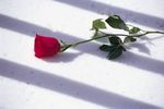 ПРЕЗЕНТАЦИЯ учителя русского языка и литературы (высшая категория) - ПОЛЕТАЕВОЙ ЕКАТЕРИНЫ ФЕДОРОВНЫ